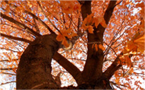 安卓ddos攻击工具